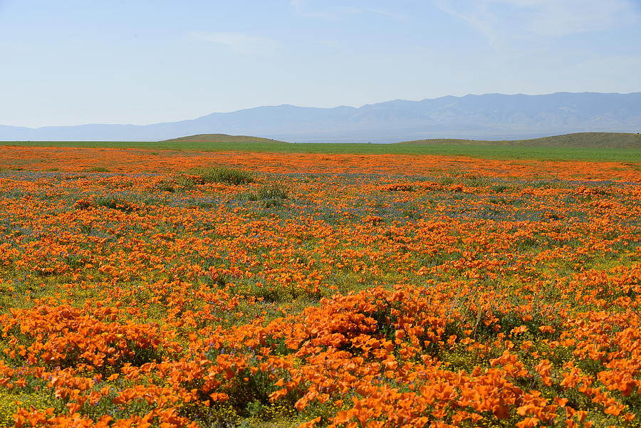 Poppy Reserve Photograph by Melissa OGara - Pixels