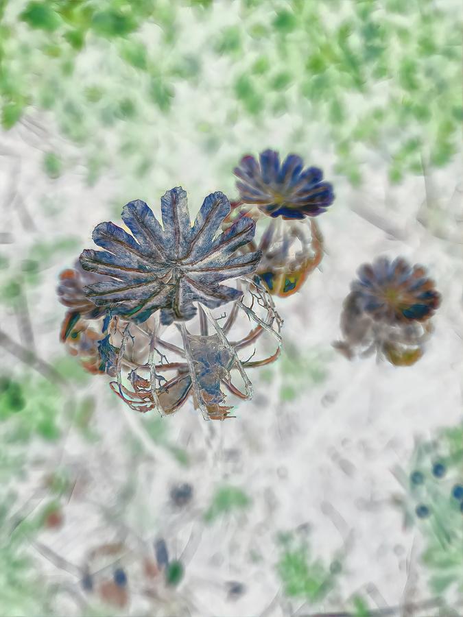 Poppy Seed Head Abstract Five Digital Art by Mo Barton Fine Art America