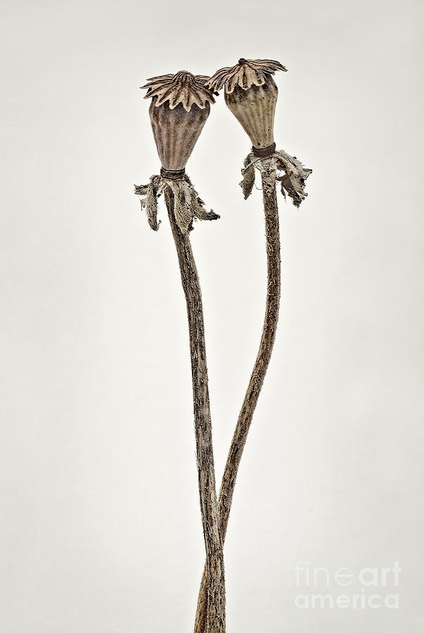 couple Poppy seed heads expresses passion of human characters Photograph by Tatiana Bogracheva