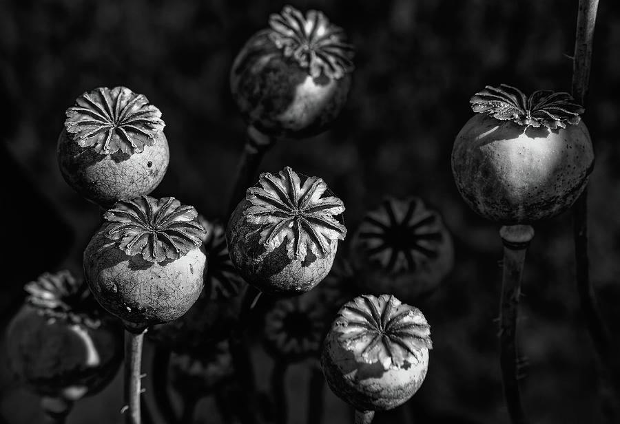 Poppy Seed Pods Monochrome Photograph by Jeff Townsend