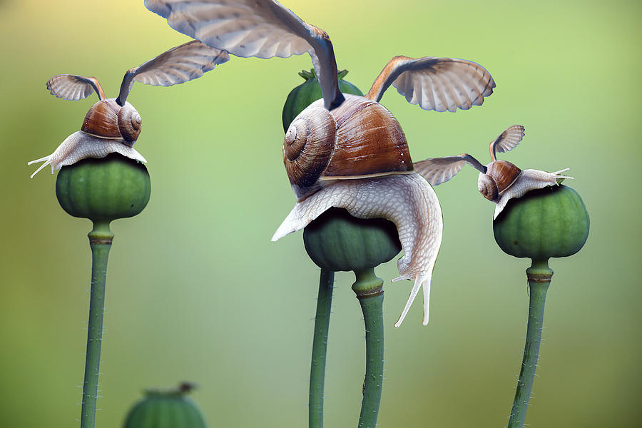 Poppy Snail Digital Art by Piotr Dulski
