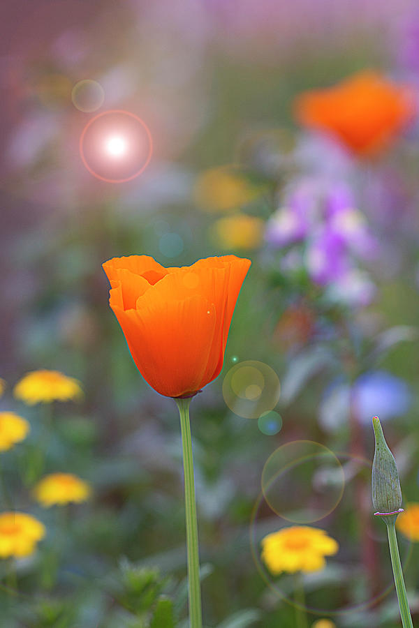Poppy Spring Magic Photograph by Vanessa Thomas