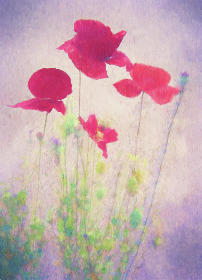Poppy Spring Digital Art by Terry Davis