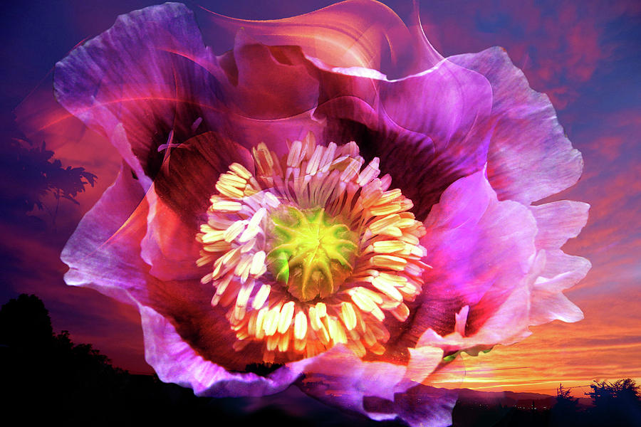 Poppy Sunset Digital Art by Lisa Yount