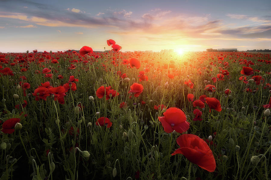 Poppy Sunset Photograph by Niels Dam - Fine Art America