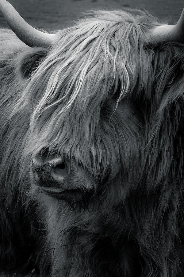 Poppy The Highland Cow Photograph by Neil Verner - Fine Art America