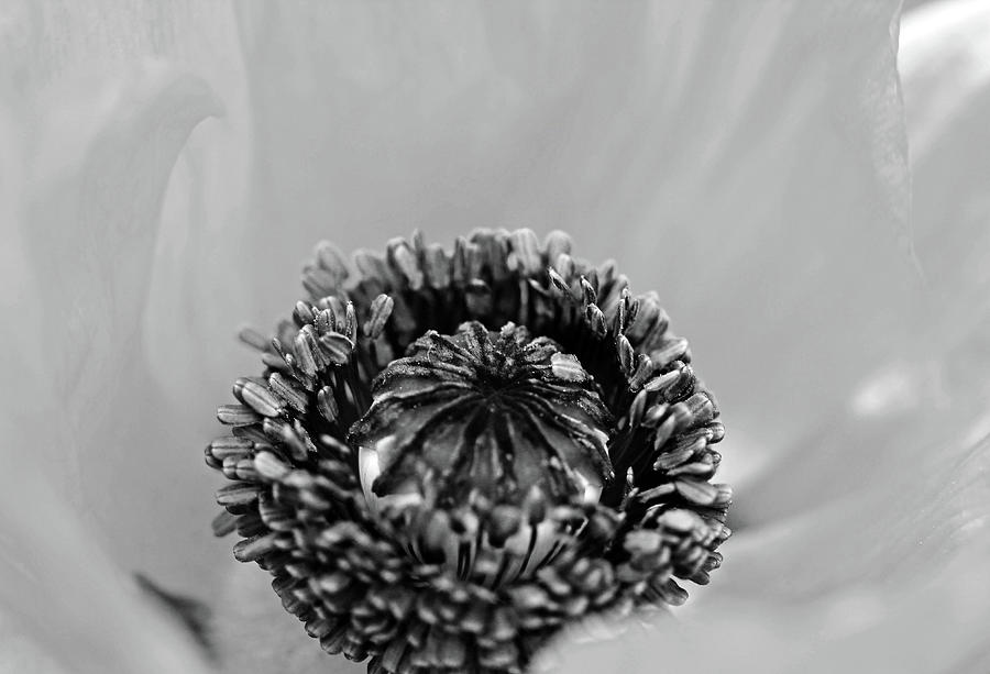 Poppy Whorl Black And White Photograph by Debbie Oppermann