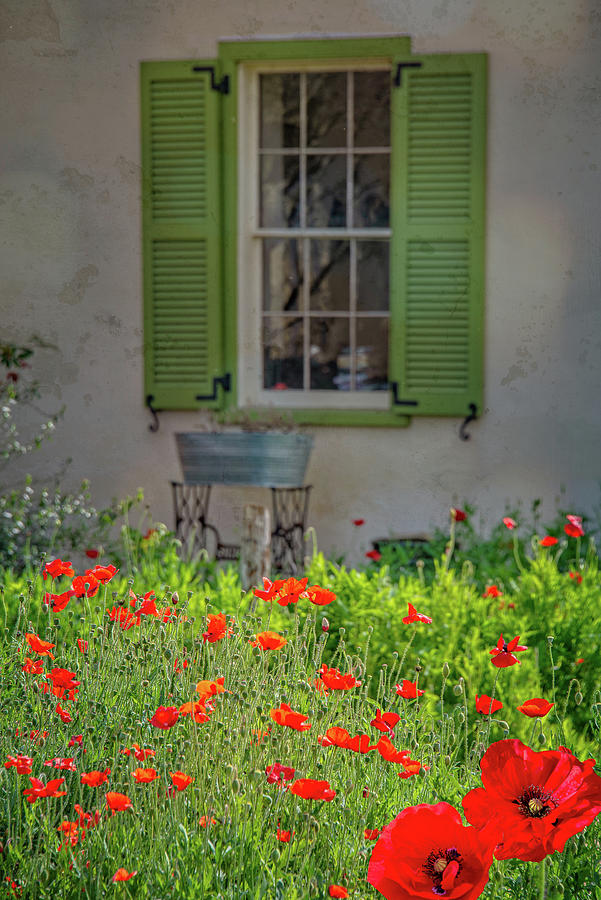Poppy Window Photograph by Lynn Bauer