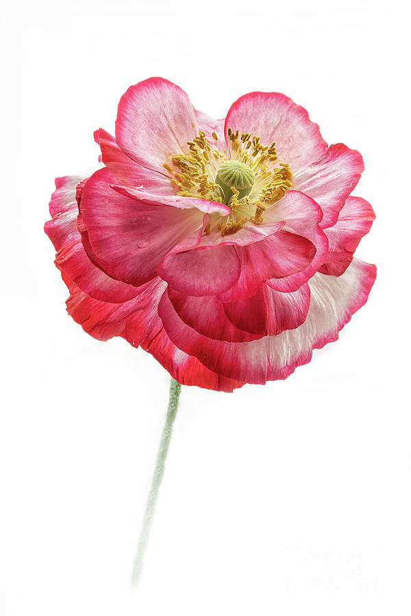Poppy with many petals Photograph by Anne Haile Pixels
