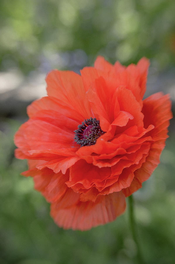 Oriental Poppy series B, number 3 Photograph by Marilyn Wilson