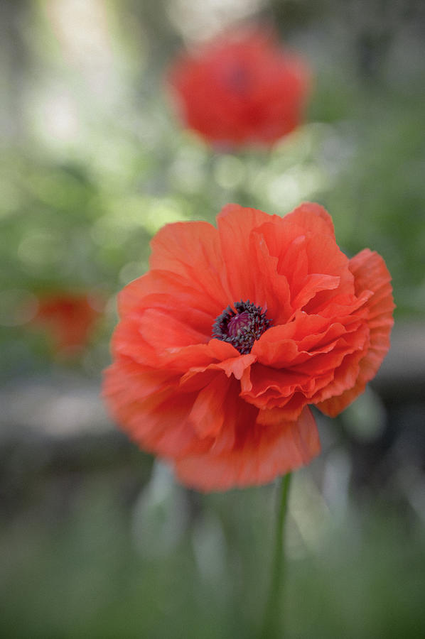 Oriental Poppy series B, number 2 Photograph by Marilyn Wilson