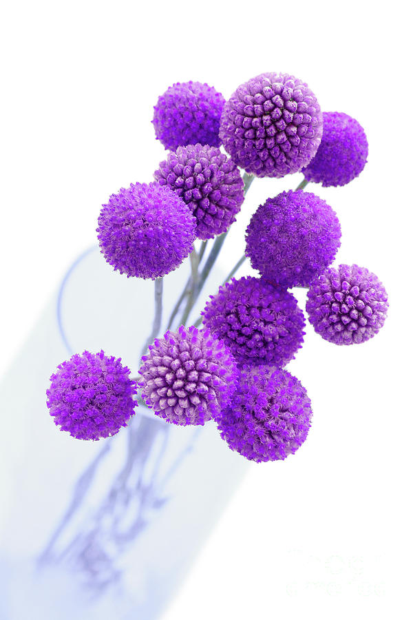 Pops of Purple Flower Joy Photograph by Renee Spade Photography