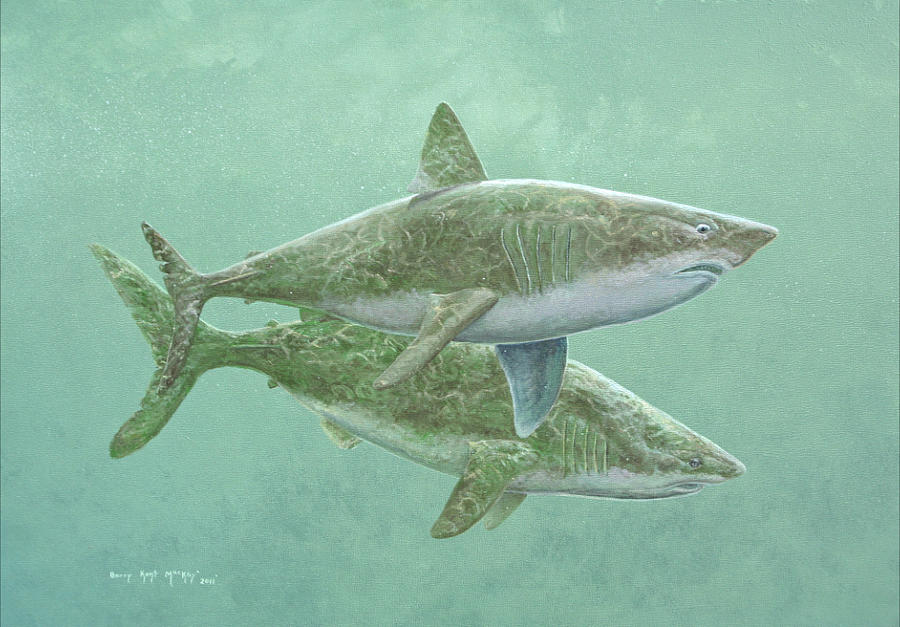 Porbeagle Sharks Painting by Barry Kent MacKay