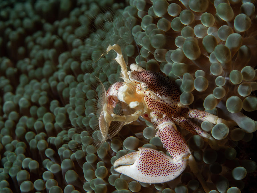 Porcelain Crab filtering for dinner Photograph by Brian Weber