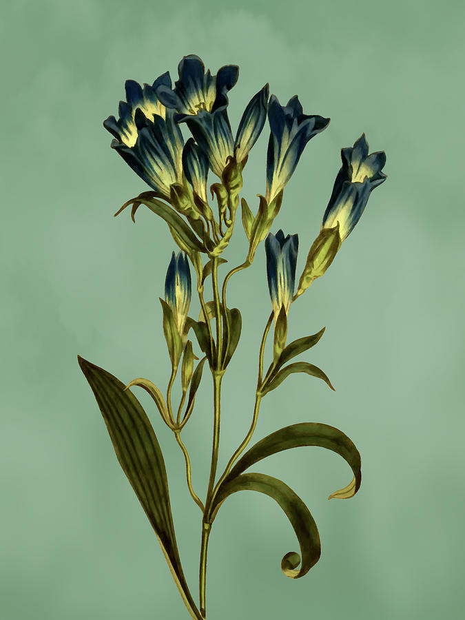 Porcelain Flowered Gentian Flower on Misty Green With Dry Brush Effect Mixed Media by Movie Poster Prints