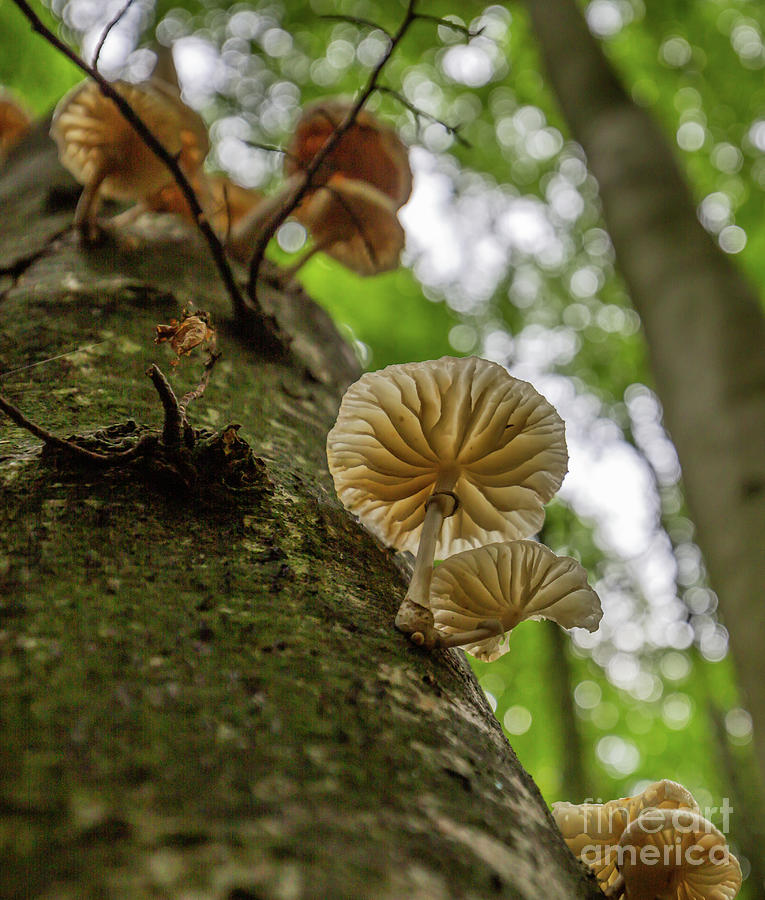 Nature Photograph - Porcelain Fungus by Eva Lechner