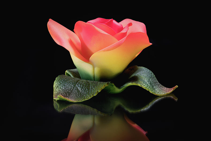 Porcelain Rose Photograph by Steven Nelson