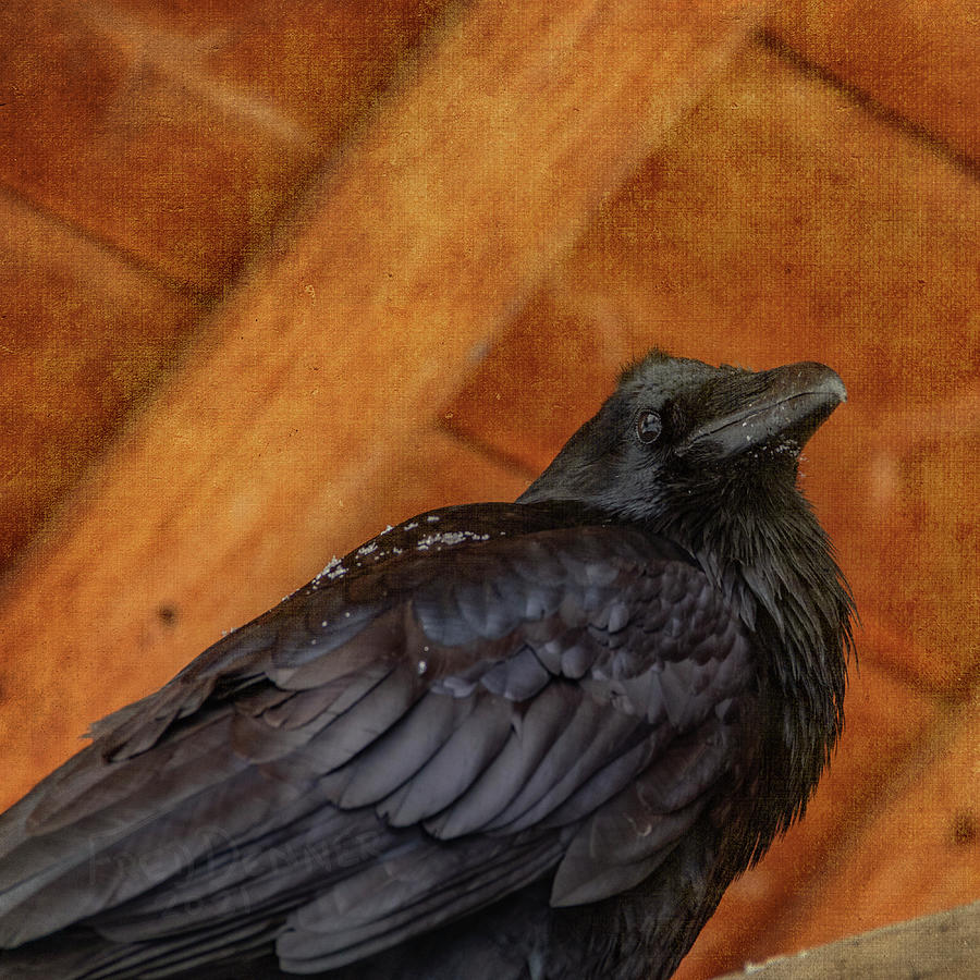Porch Raven Photograph by Fred Denner
