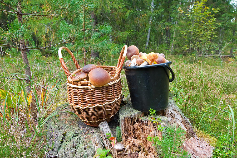 Porcini in a piny wood. Photograph by Entrechat