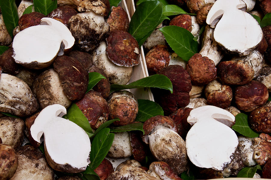 Porcini Mushrooms   Lugano Photograph by Amelia Racca