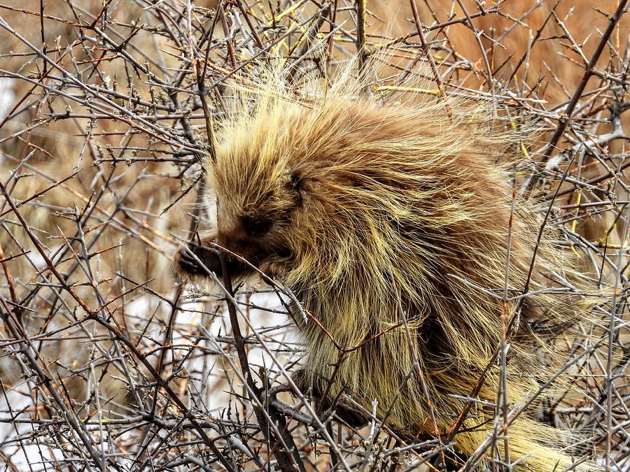 Porcupine Photograph by Amanda R Wright