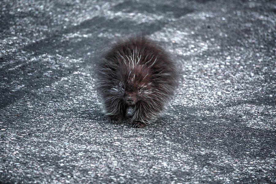 Porcupine Baby   Photograph by David Matthews