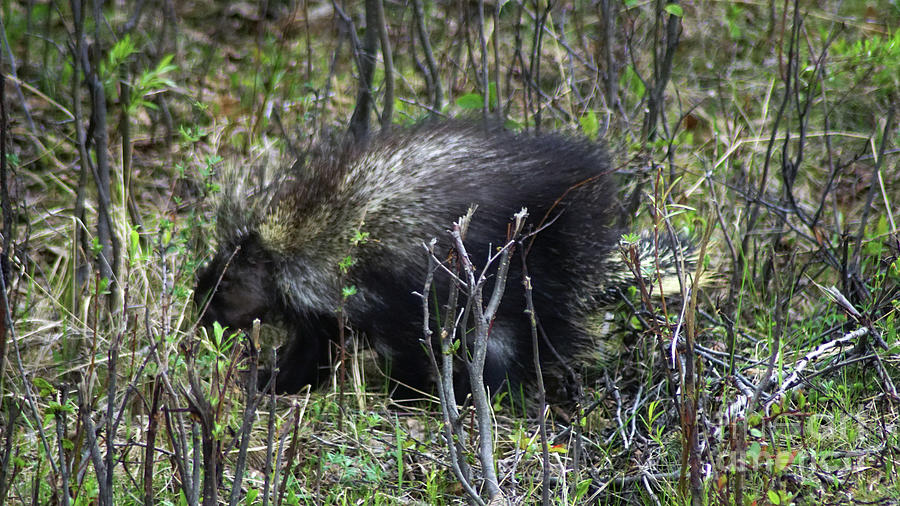 Porcupine in AK Photograph by Steve Speights