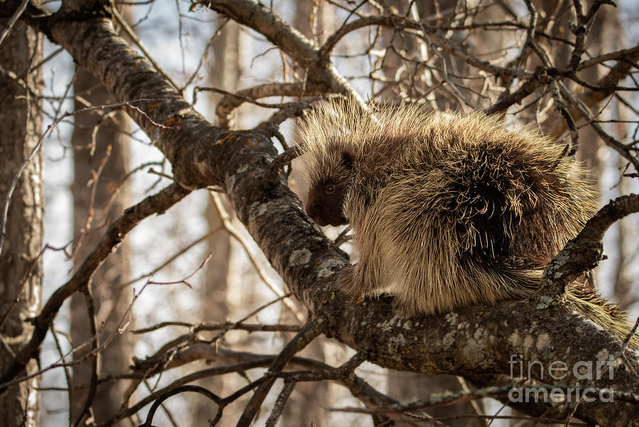 Porcupine Photograph - Porcupine by Jennylynn Fields