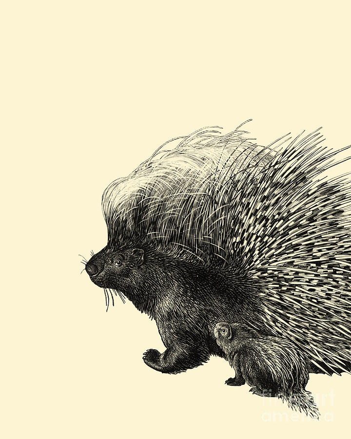 Black And White Digital Art - Porcupine Mom And Baby by Madame Memento