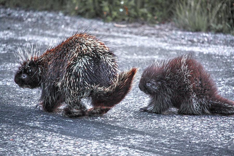 Porcupine Mother and baby Photograph by David Matthews
