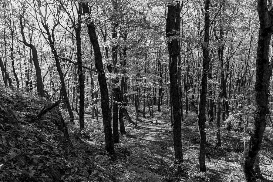 Porcupine Mountains Forest Path - Upper Peninsula, Michigan Photograph ...