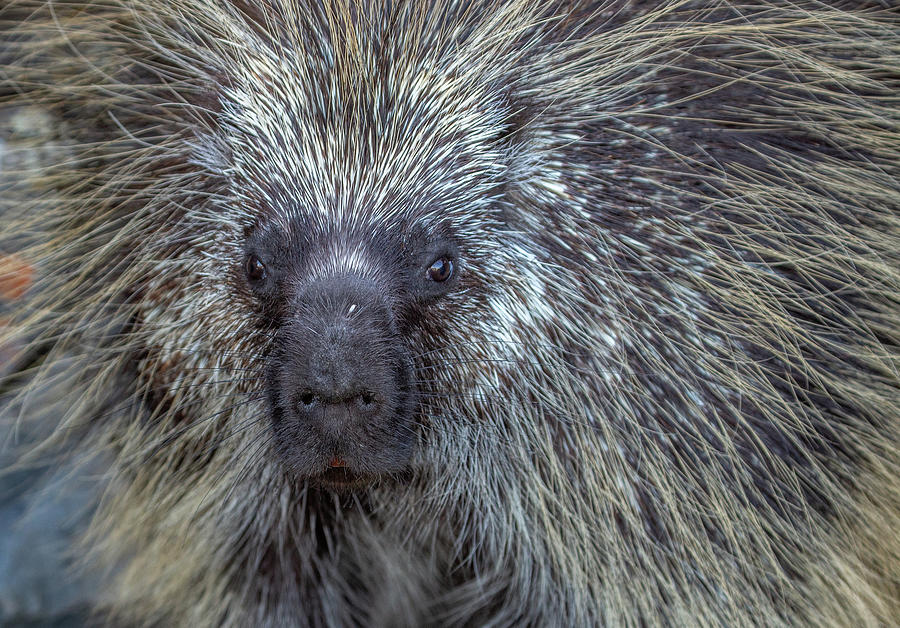 Porcupine Nose Photograph by Veronica Skelton - Pixels