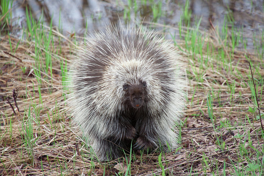 Porcupine Photograph by Paul Schultz