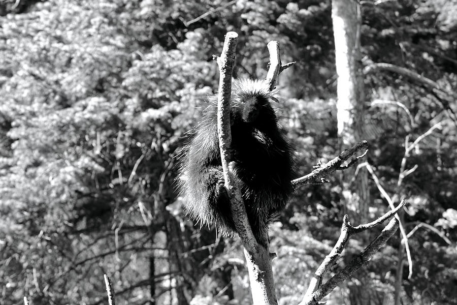 Porcupine Treed Photograph