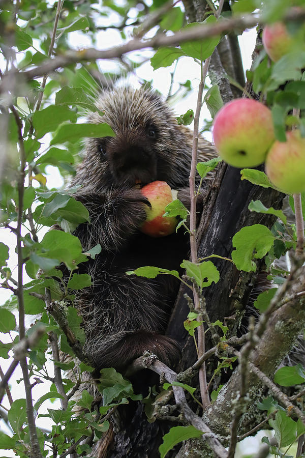 Porcupine With Apple Photograph by Brook Burling
