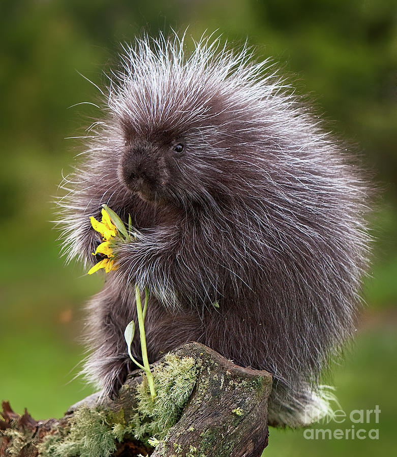 Nature Photograph - Porcupine with Arrowleaf Balsamroot by Jerry Fornarotto