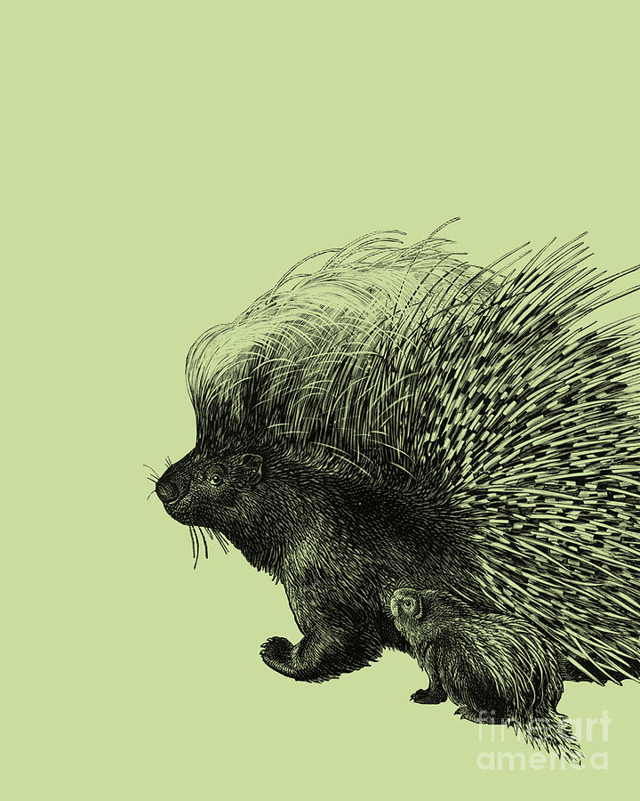Wildlife Digital Art - Porcupine With Baby by Madame Memento