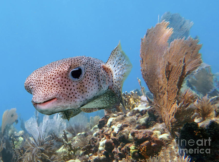 Porcupinefish 20 Photograph by Daryl Duda