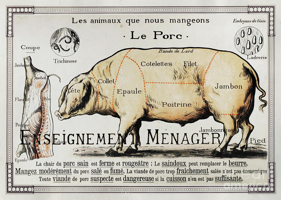 Pork cuts vintage Drawing by Delphimages Photo Creations