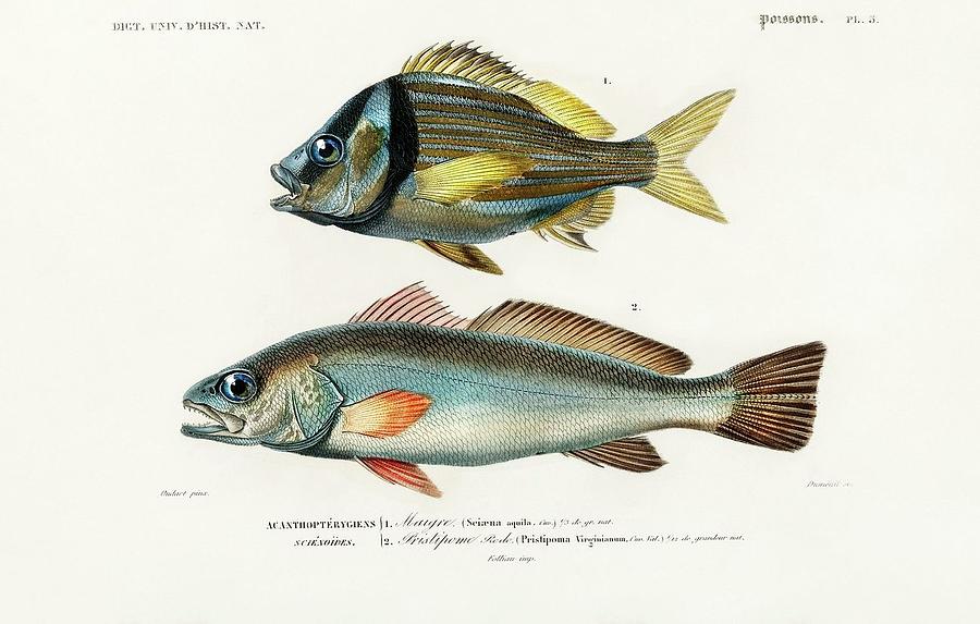 Animal Painting - Porkfish Pristipoma virginianum and Shade fish Sciaena aquila illustrated by Charles Dessalines D O by Dictionnaire Universel Dhistoire Naturelle