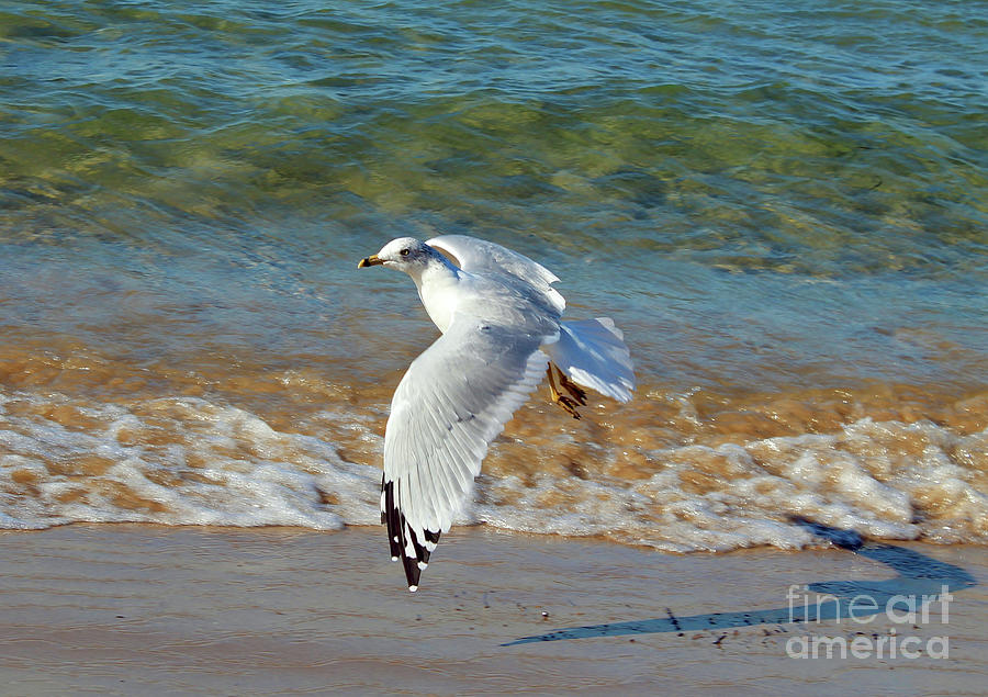Port Elgin Seagull Photograph by Nina Silver