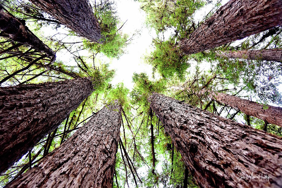 Portal To The Ceiling Of The California Redwood Forest Photograph