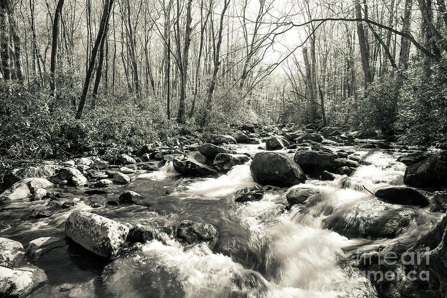 Porters Creek, Great Smoky Mountains National Park Photograph by Felix Lai