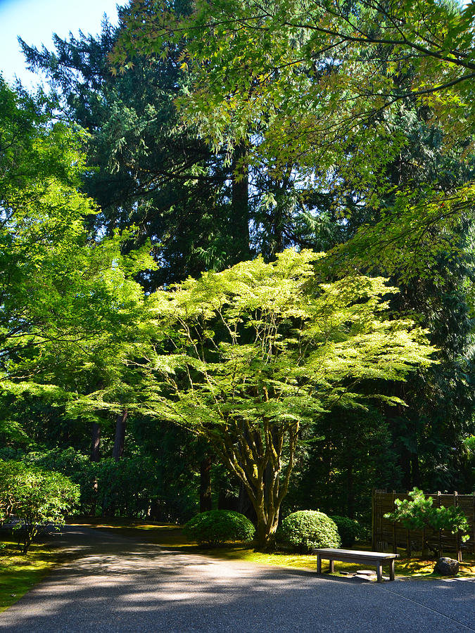 Portland Japanese Garden in August Photograph by Alex Vishnevsky