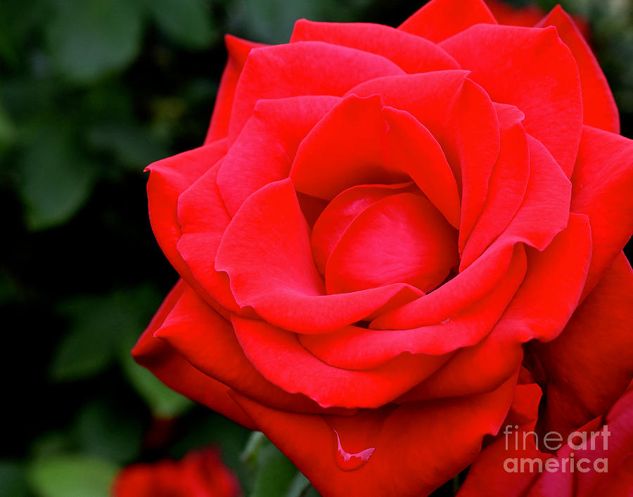 Portland Red Rose Photograph