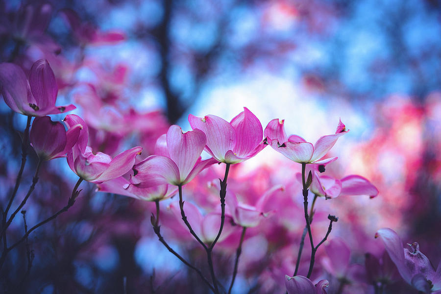 Portland Spring Photograph by Ada Weyland