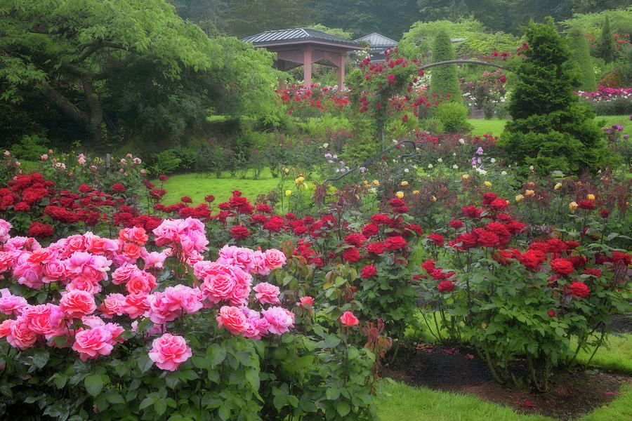 Portland's International Rose Test Garden in Washington Park displays ...