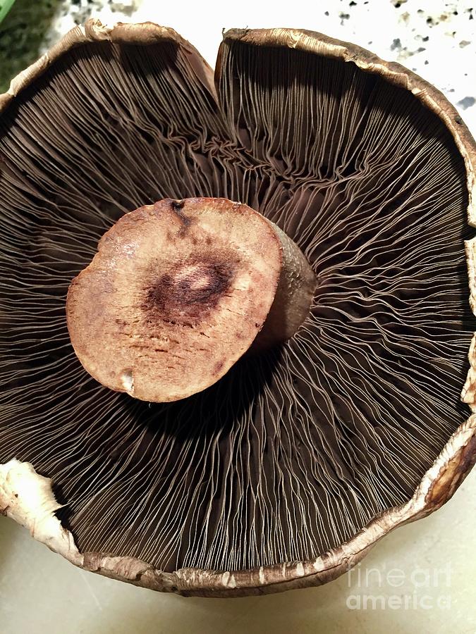 Portobello Mushroom Photograph by J Doyne Miller