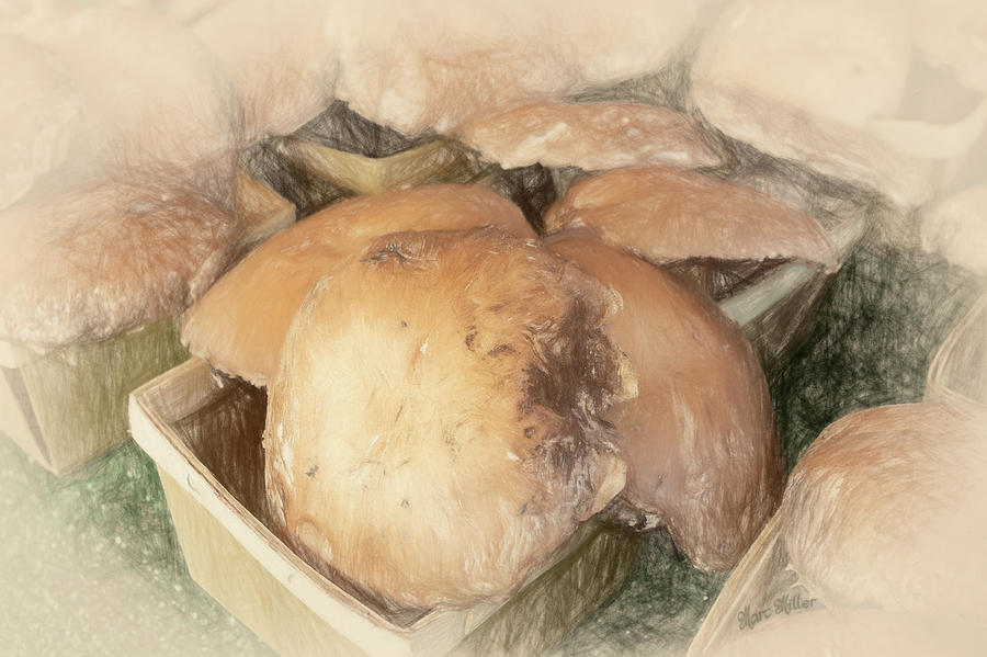 Portobello Mushroom Photograph