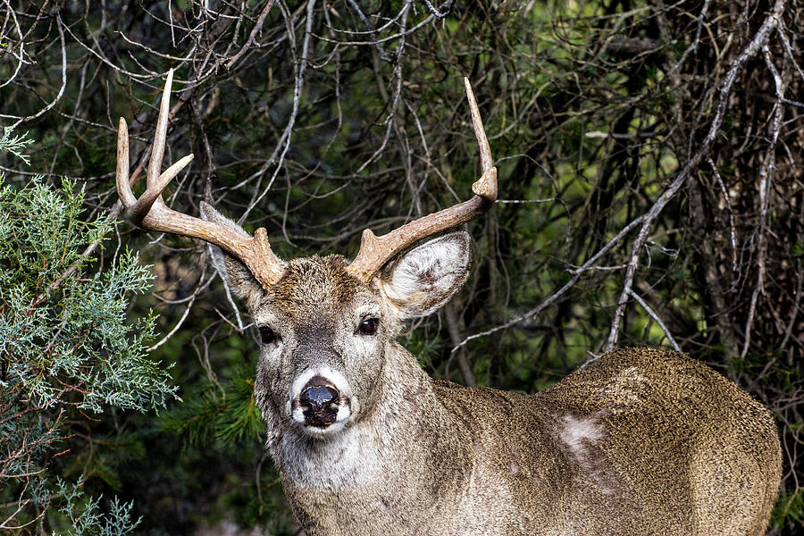 Portrait 2 - Whitetail Deer Buck Photograph by Renny Spencer